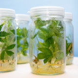 มจธ. สวทช. พร้อมพันธมิตร เดินหน้ายกระดับอุตสาหกรรมมันสำปะหลั ... พารามิเตอร์รูปภาพ 2